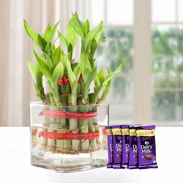 Good Luck Bamboo Plant with Best Wishes Greeting Card  Best Price   Giftacrossindia