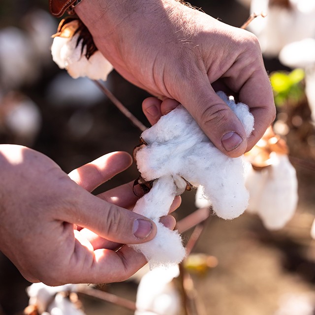 Offline Better Cotton Initiative | Levi's® Official Online Store MY